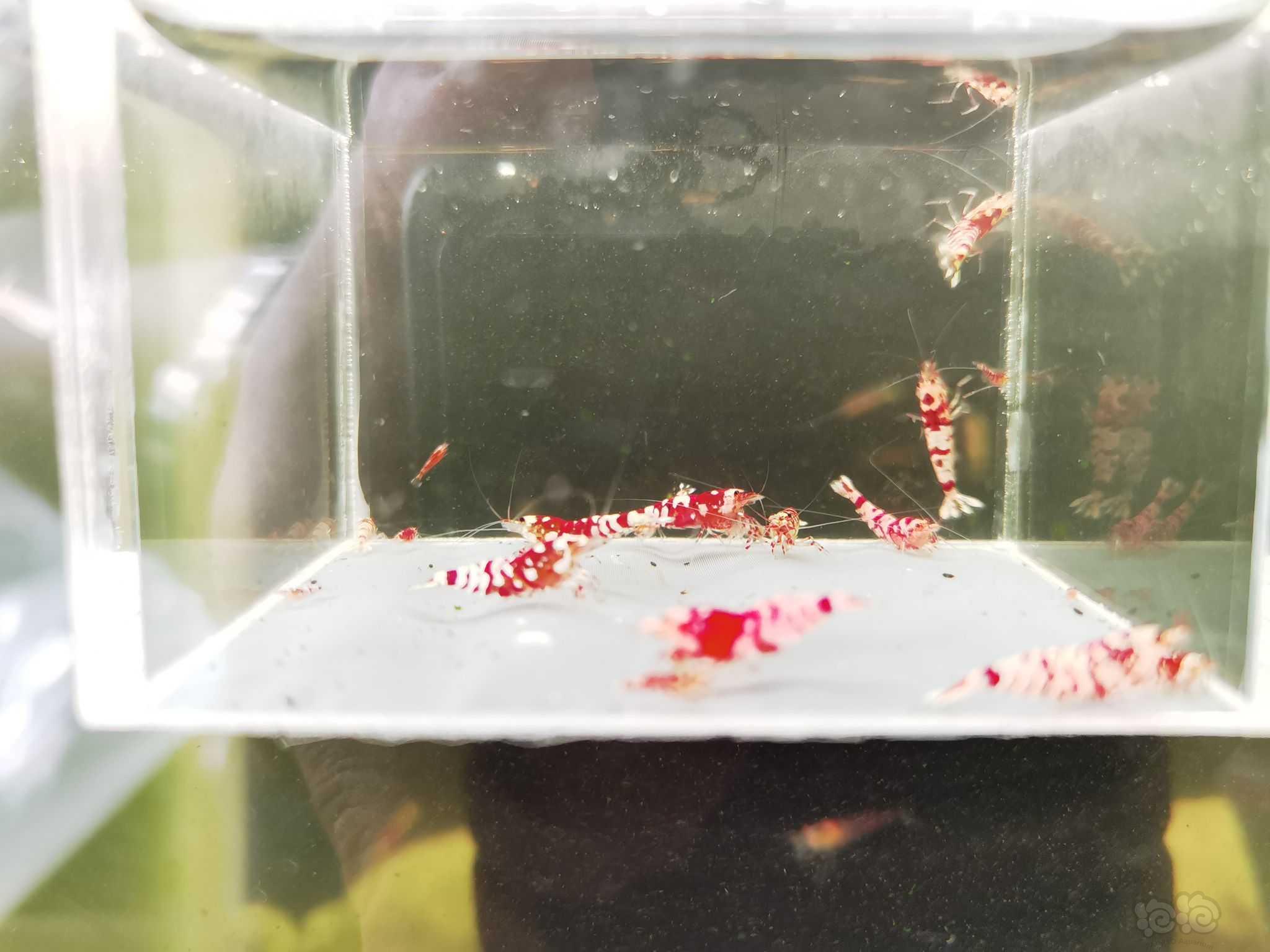 【虾】2023-5-6#RMB#拍卖红花虎水晶虾小苗一份10只。-图2