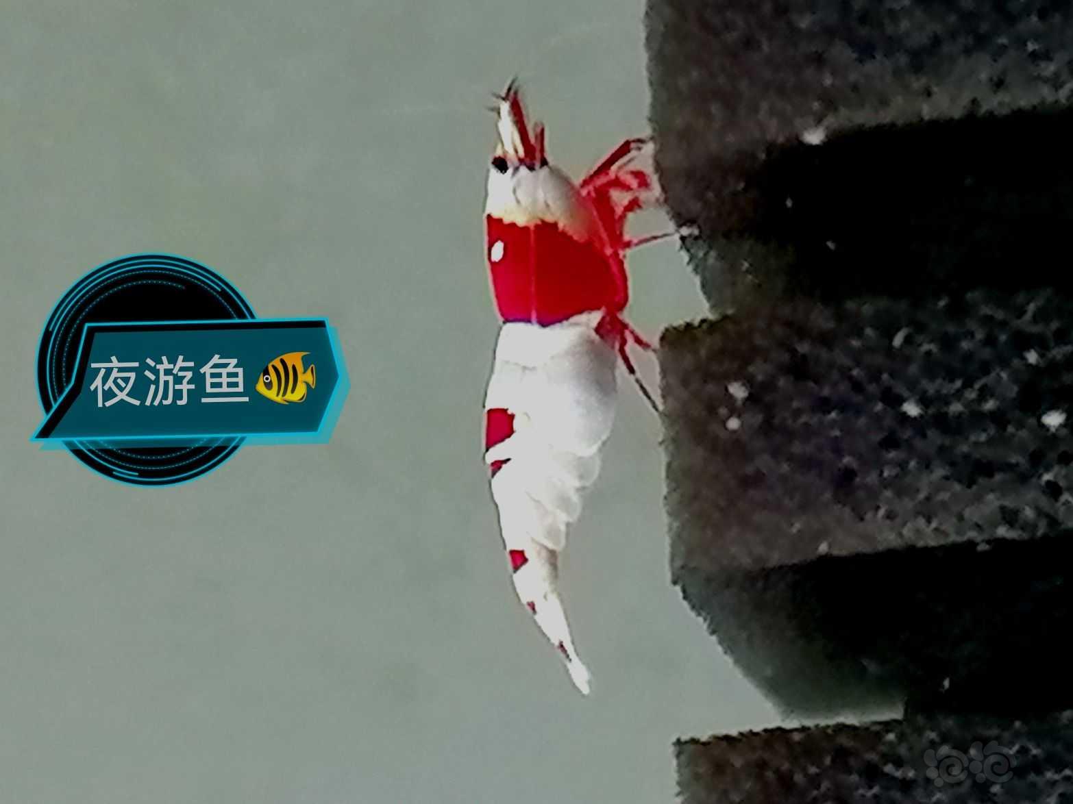 【水晶虾】红白  一公3母   2000元-图3