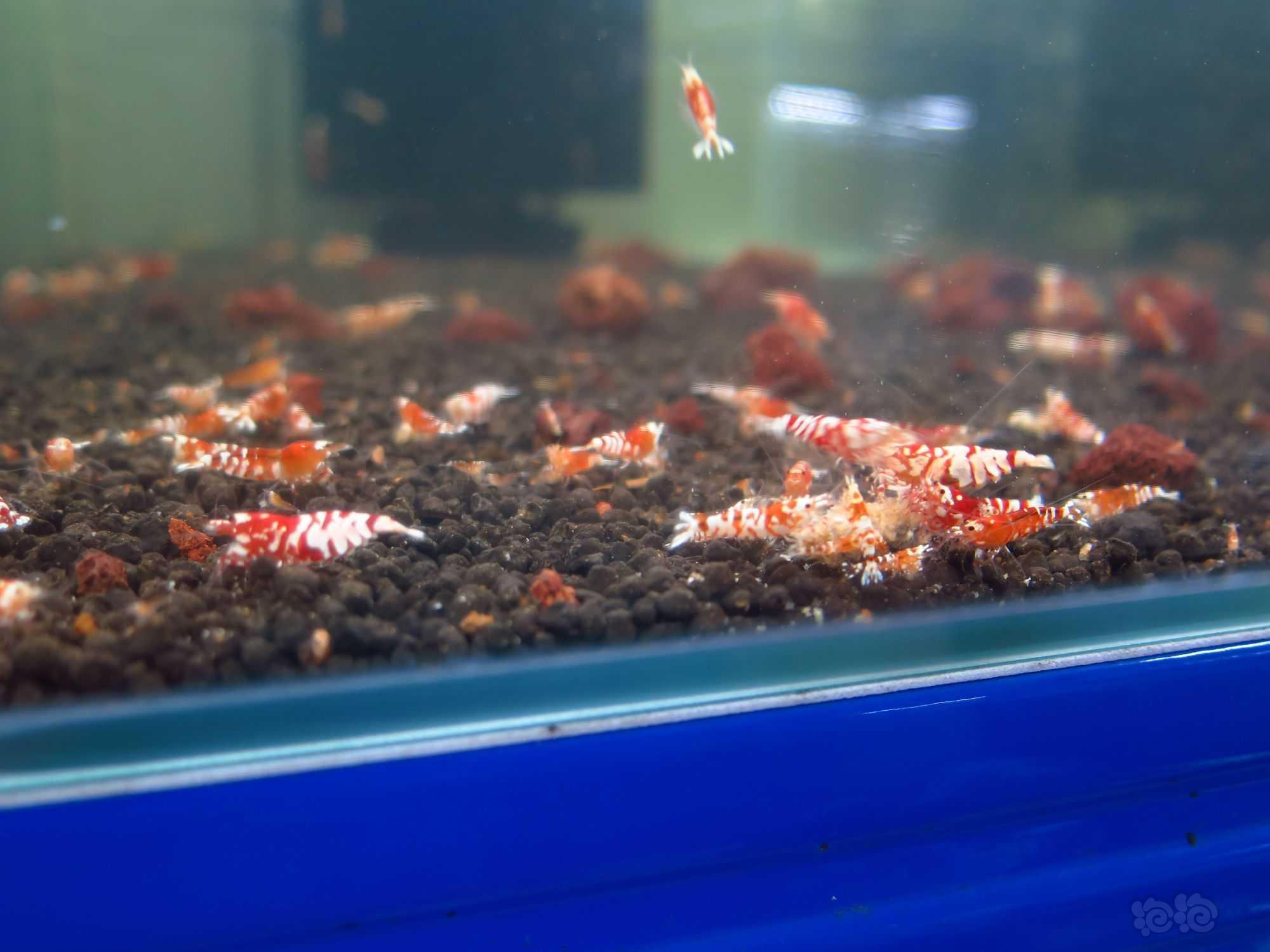 【水晶虾】广东清一缸红花虎水晶虾繁殖缸里面的种母-图1