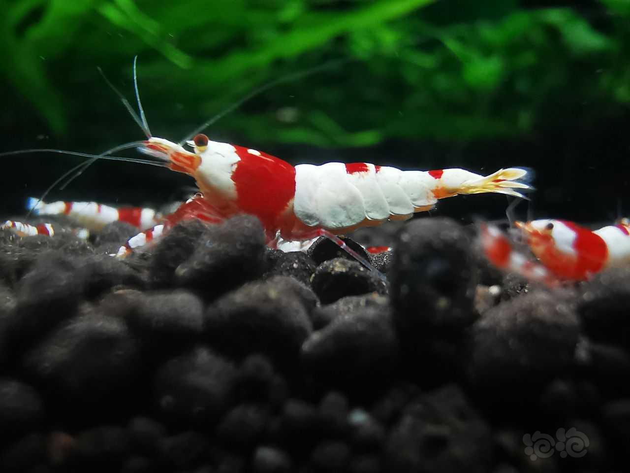 【水晶虾】出红白虾2公3母，2000元-图3