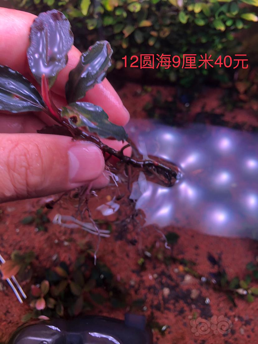 【辣椒榕】凤凰，野K，迷白，针叶-图2