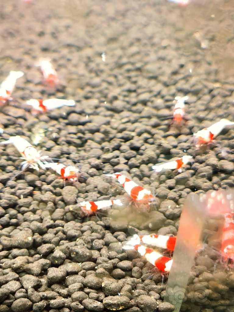 【虾螺】清缸纯血红白-图1