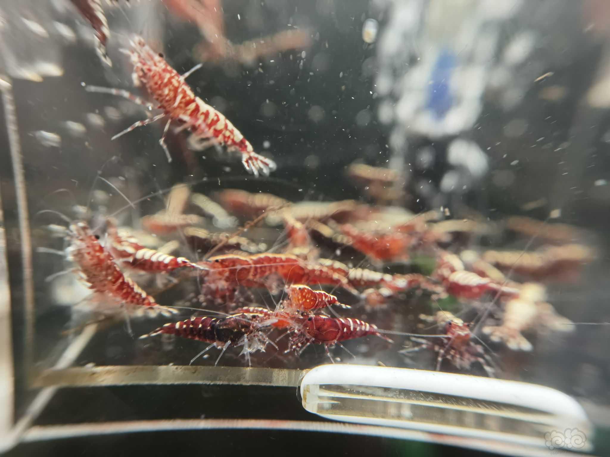 【水晶虾】翻缸出红银河水晶虾-图5