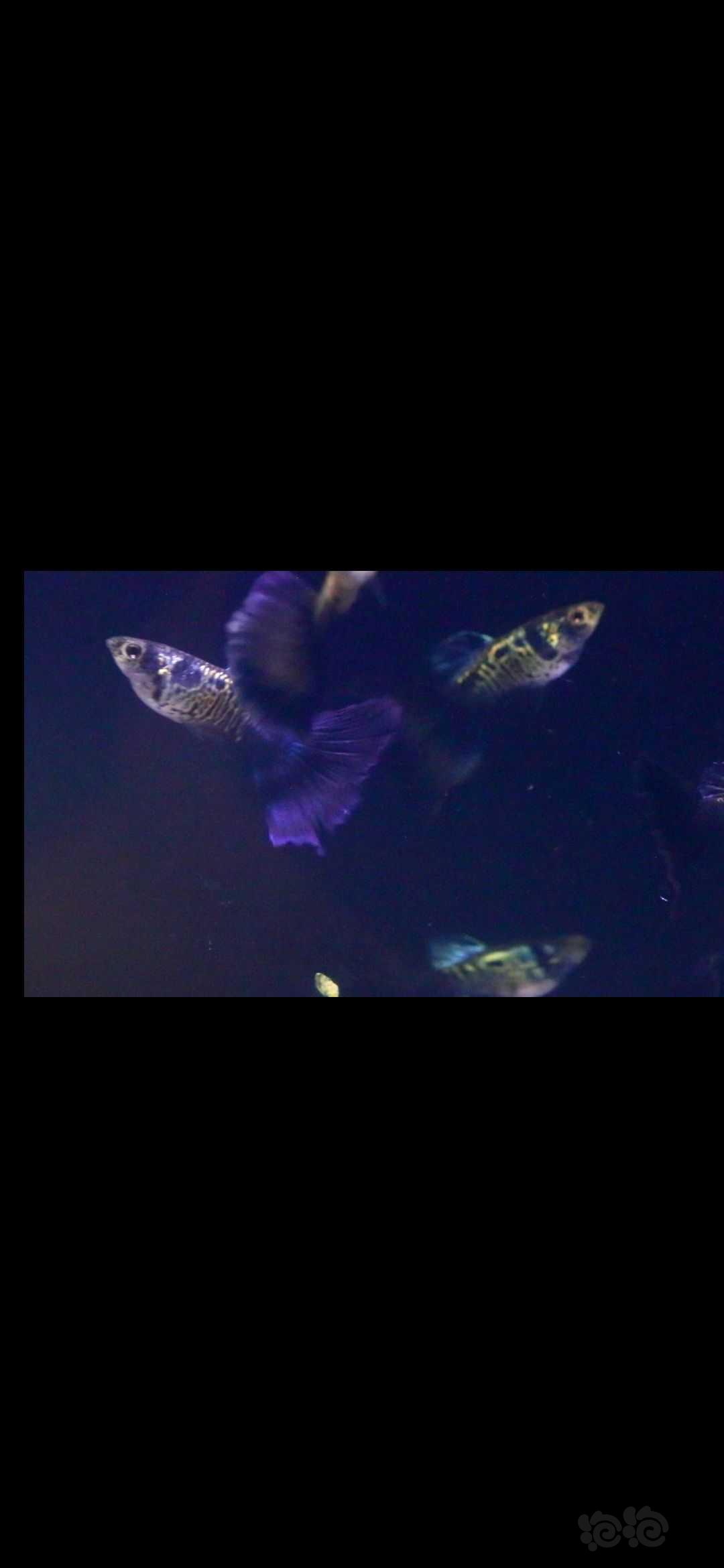 银河蓝尾孔雀鱼-图1