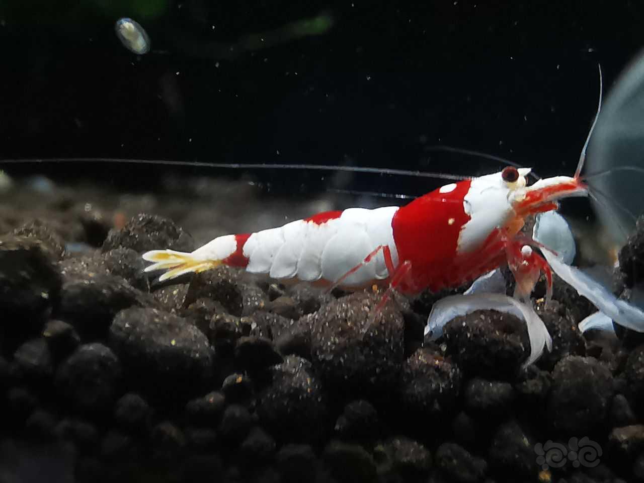 【水晶虾】出红白虾2公3母，2000元-图1