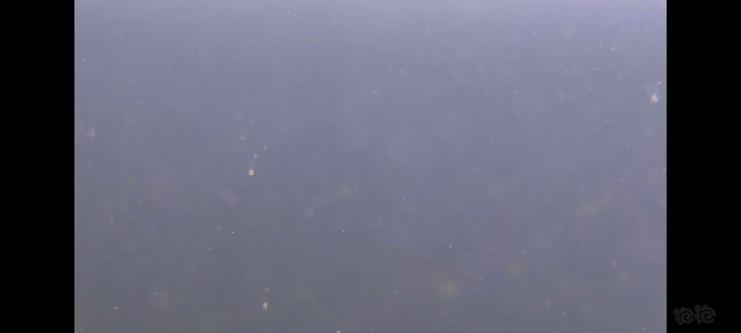 野采的国产红鼻枪虾（细足米虾）孵化了-图1
