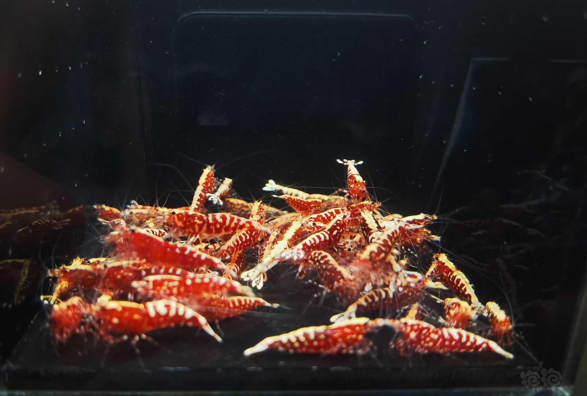 【虾】2023－05－13＃RMB拍卖红银河雪花60只-图2