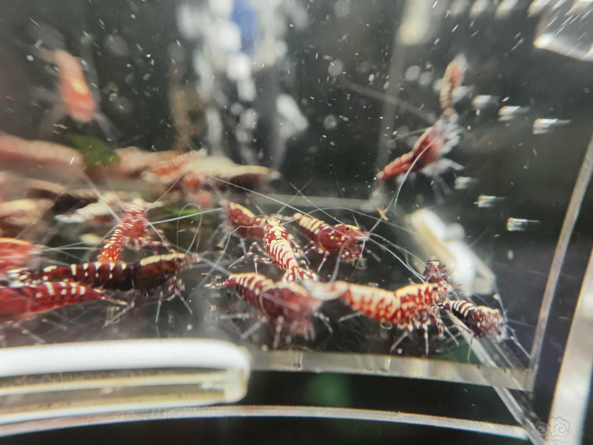 【水晶虾】翻缸出红银河水晶虾-图3