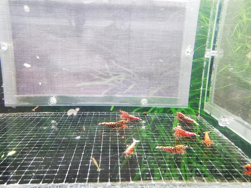 【虾】2023-05-31#RMB拍卖红银河淘汰繁殖组一份-图3