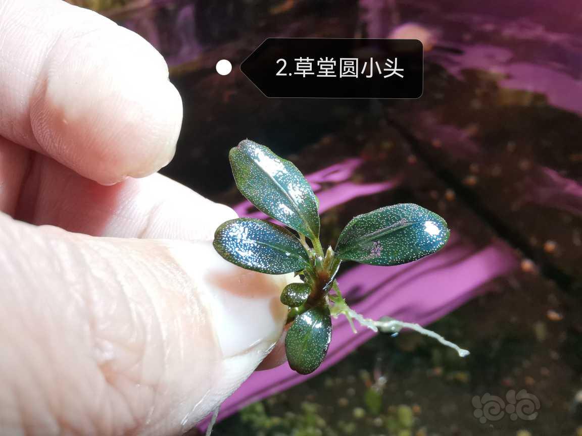 【水草】2023-05-24#RMB拍卖#辣椒榕组合，退坑拍卖！-图3