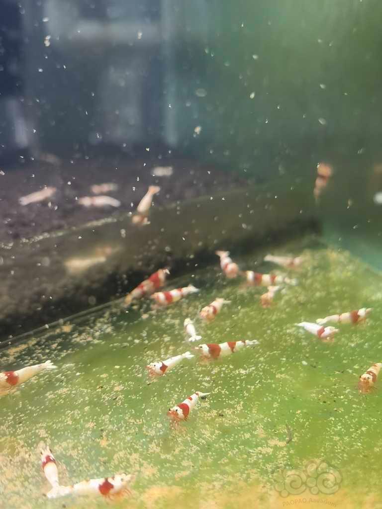 【虾螺】清缸纯血红白-图4