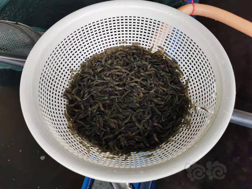 野生定水黑壳虾批发零售，中号2厘米，大号3厘米-图3