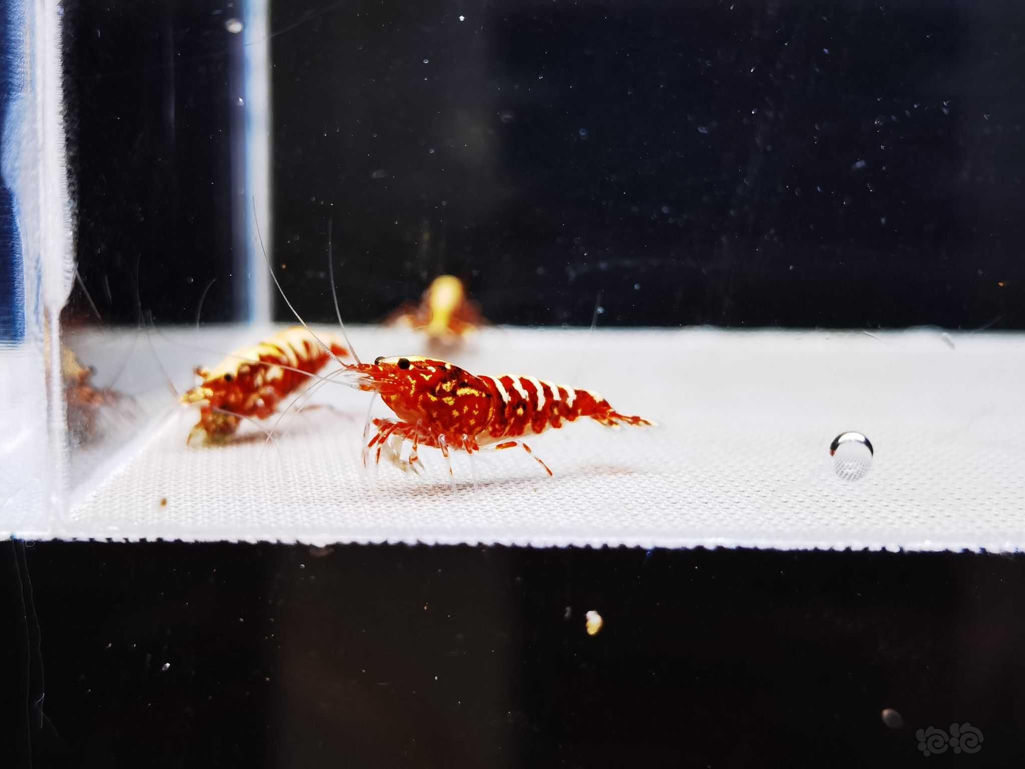 【水晶虾】4只自养精品黄金雪花红银河成虾 ，图一为种公-图7