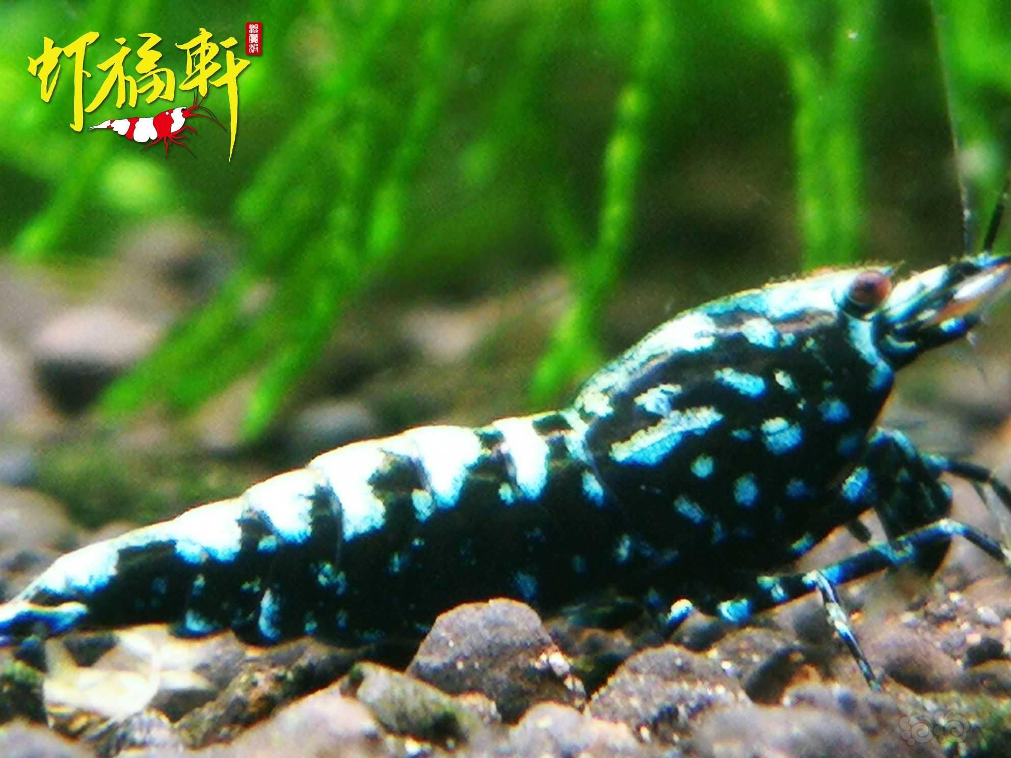 【虾】2023-05-18#RMB拍卖#黑银河雪花5只-图2