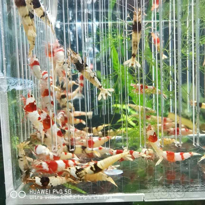 【水晶虾】出红白和黑白公虾-图5