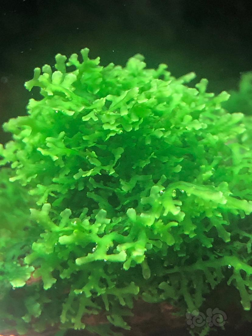 珊瑚莫斯-图1