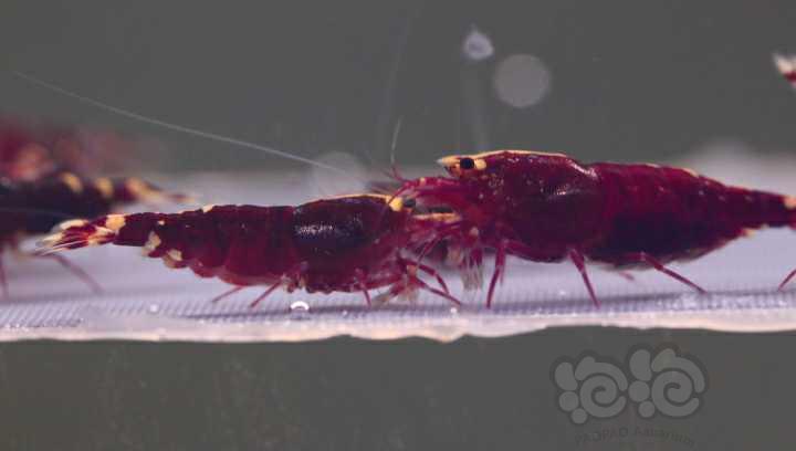 【水晶虾】周末出10只金属红繁殖组-图4