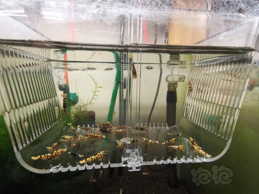 【虾】2023-05-31#RMB拍卖淘汰黑花虎一组30只-图2