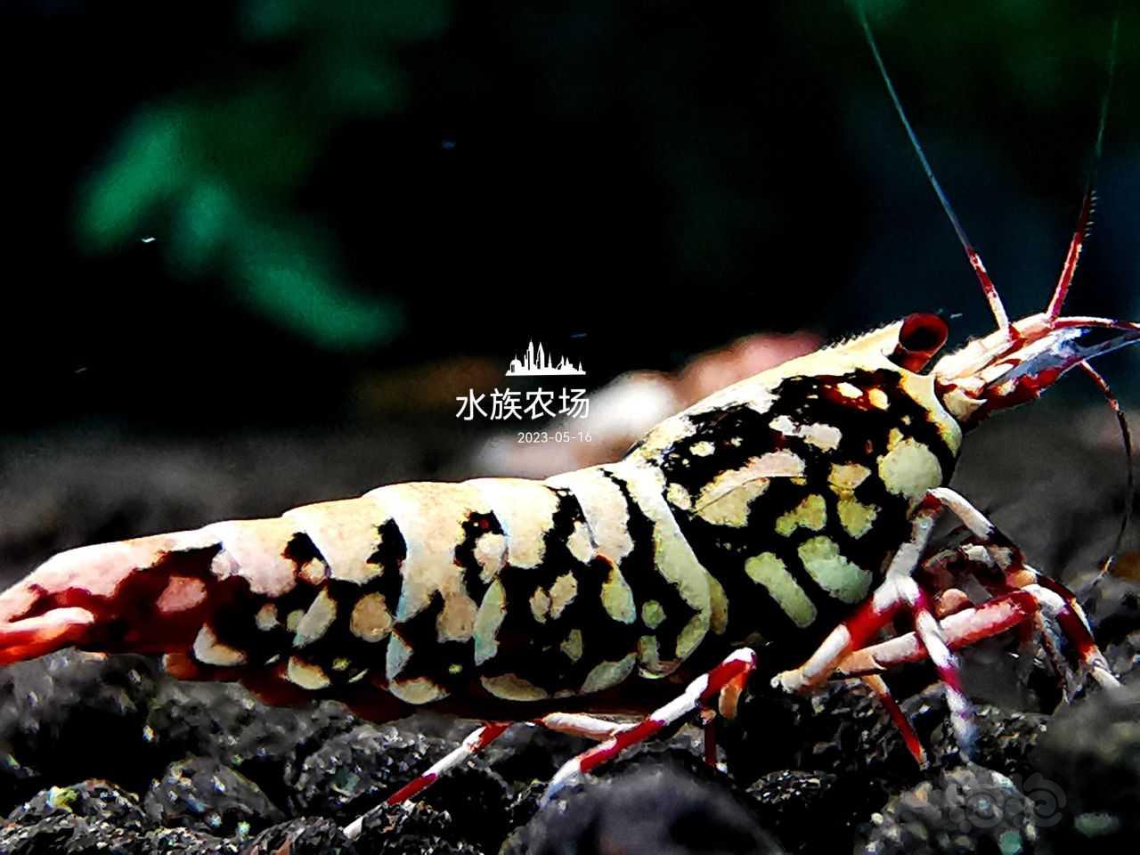 雪花银河【勃艮第红】公虾-图3