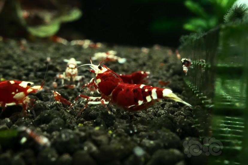 【虾】2023-05-29#RMB拍卖红花虎一份两只-图1
