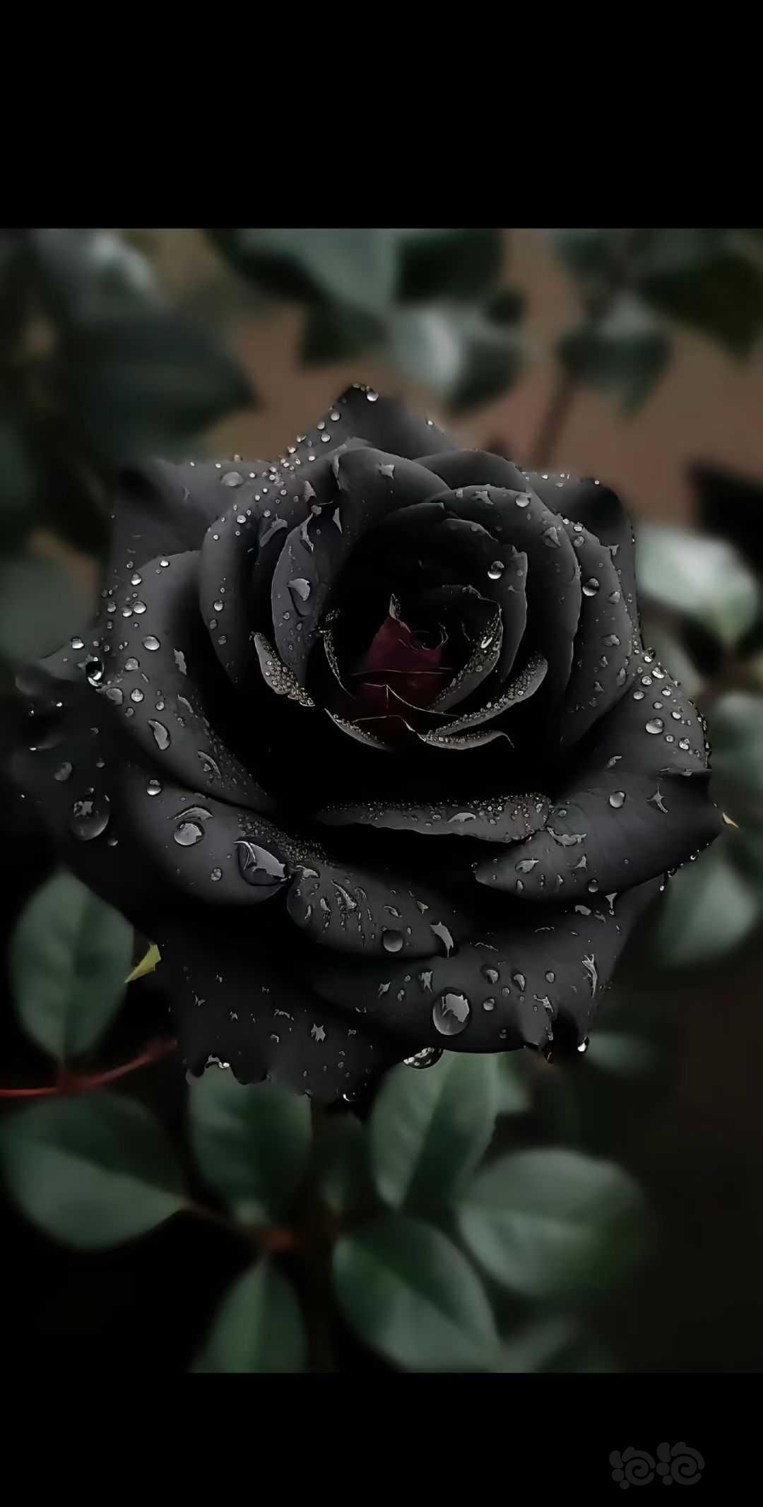 【交流】♠黑玫瑰-图1