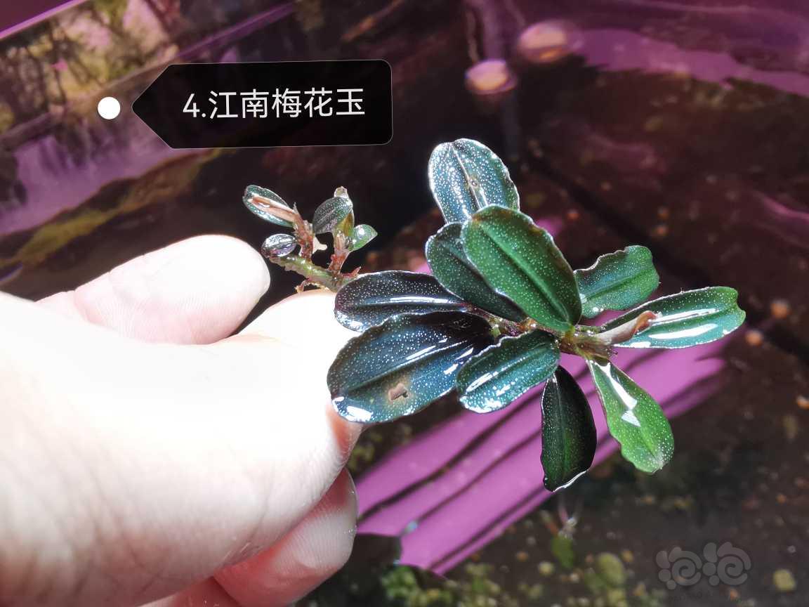 【水草】2023-05-24#RMB拍卖#辣椒榕组合，退坑拍卖！-图5