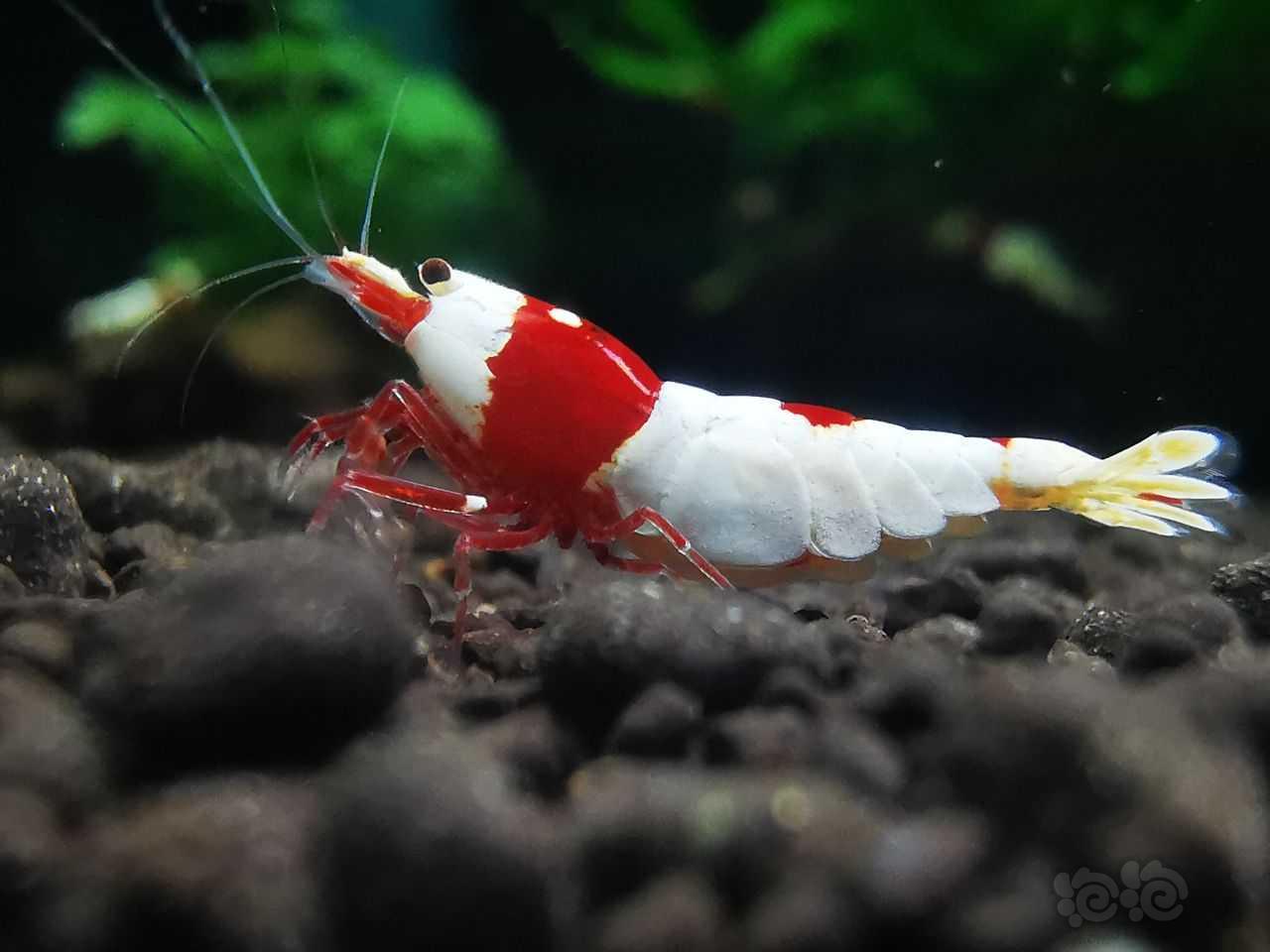【水晶虾】出红白虾2公3母，2000元-图6