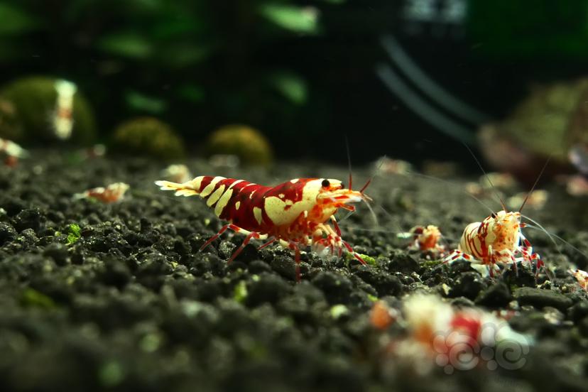 【虾】2023-05-29#RMB拍卖红花虎一份两只-图2