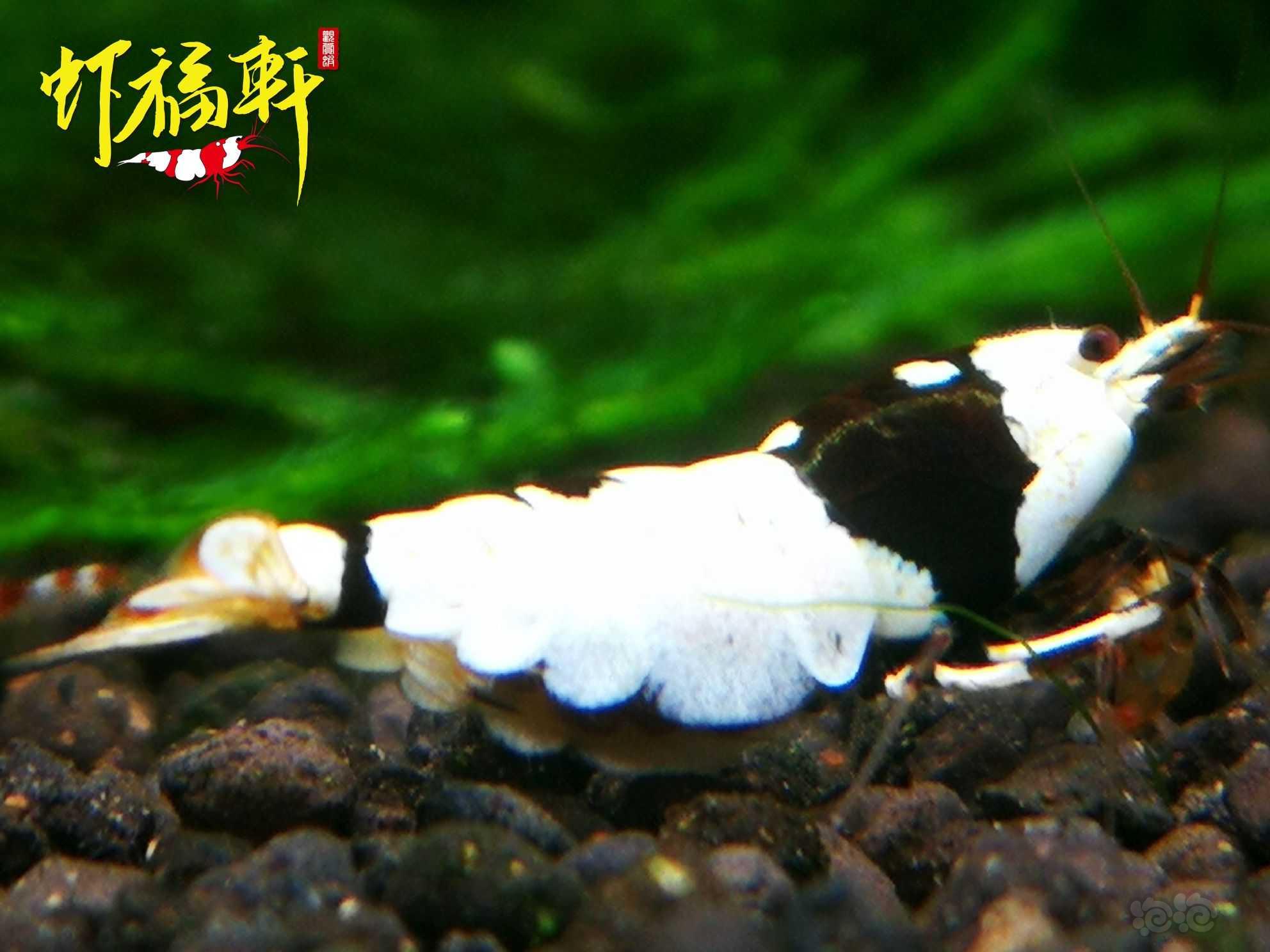 【虾】2023-05-09#RMB拍卖#黑白繁殖组3只-图1