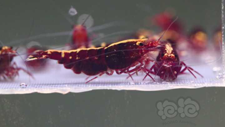 【水晶虾】周末出10只金属红繁殖组-图5