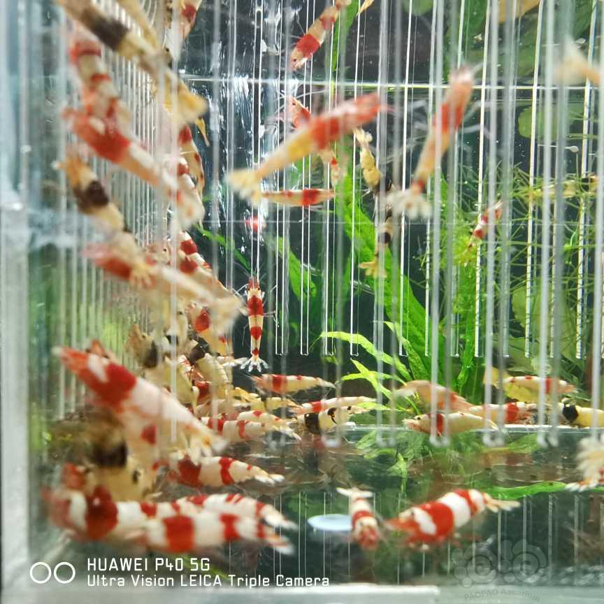 【水晶虾】出红白和黑白公虾-图4