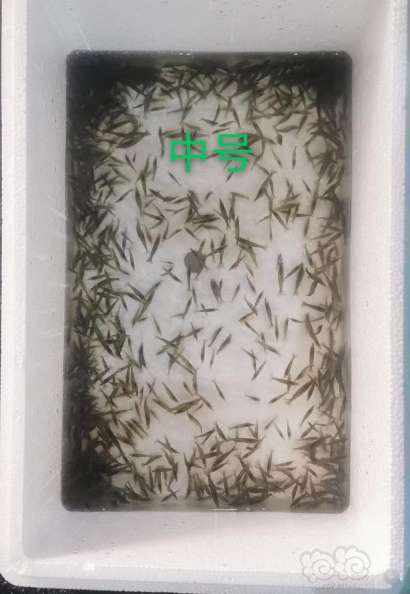 野生定水黑壳虾批发零售，中号2厘米，大号3厘米-图5