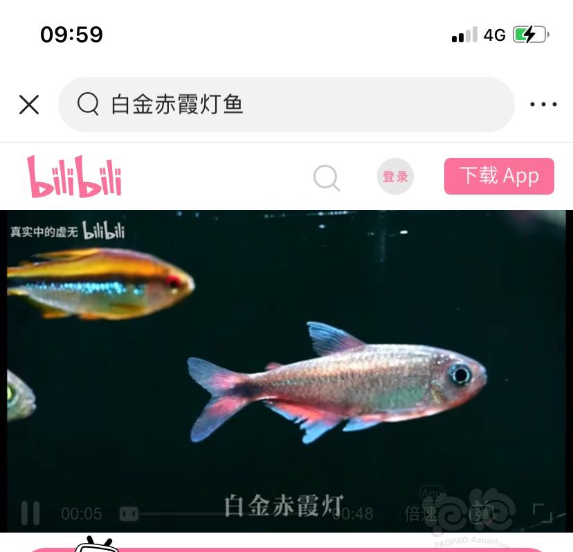 【其它】请教一下，白金赤霞灯鱼会吃辣椒啃水草么-图1