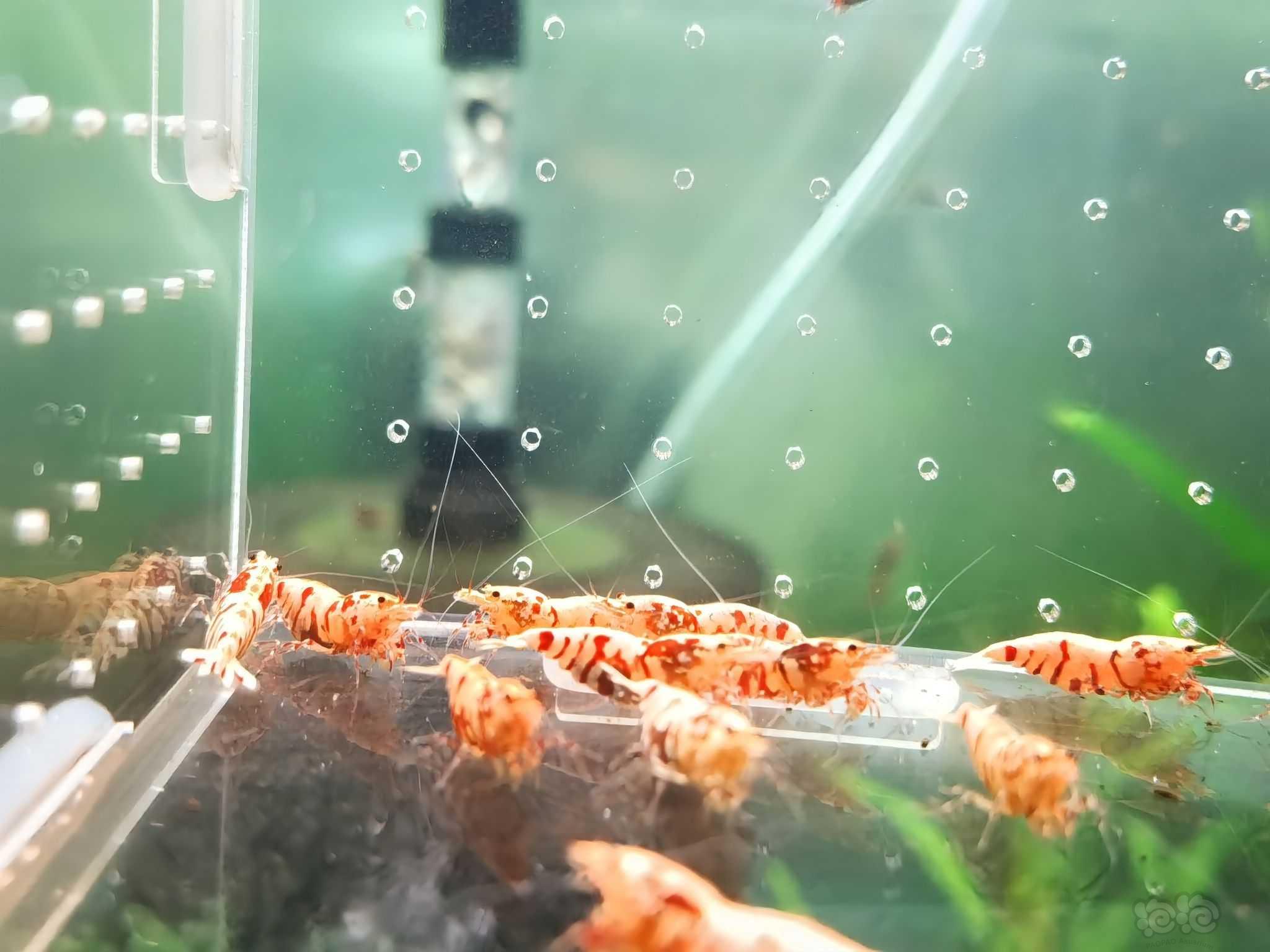 【水晶虾】出红花虎基因虾-图7