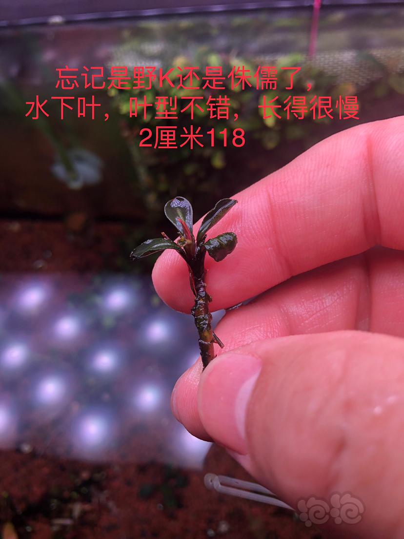 【辣椒榕】凤凰，野K，迷白，针叶-图4