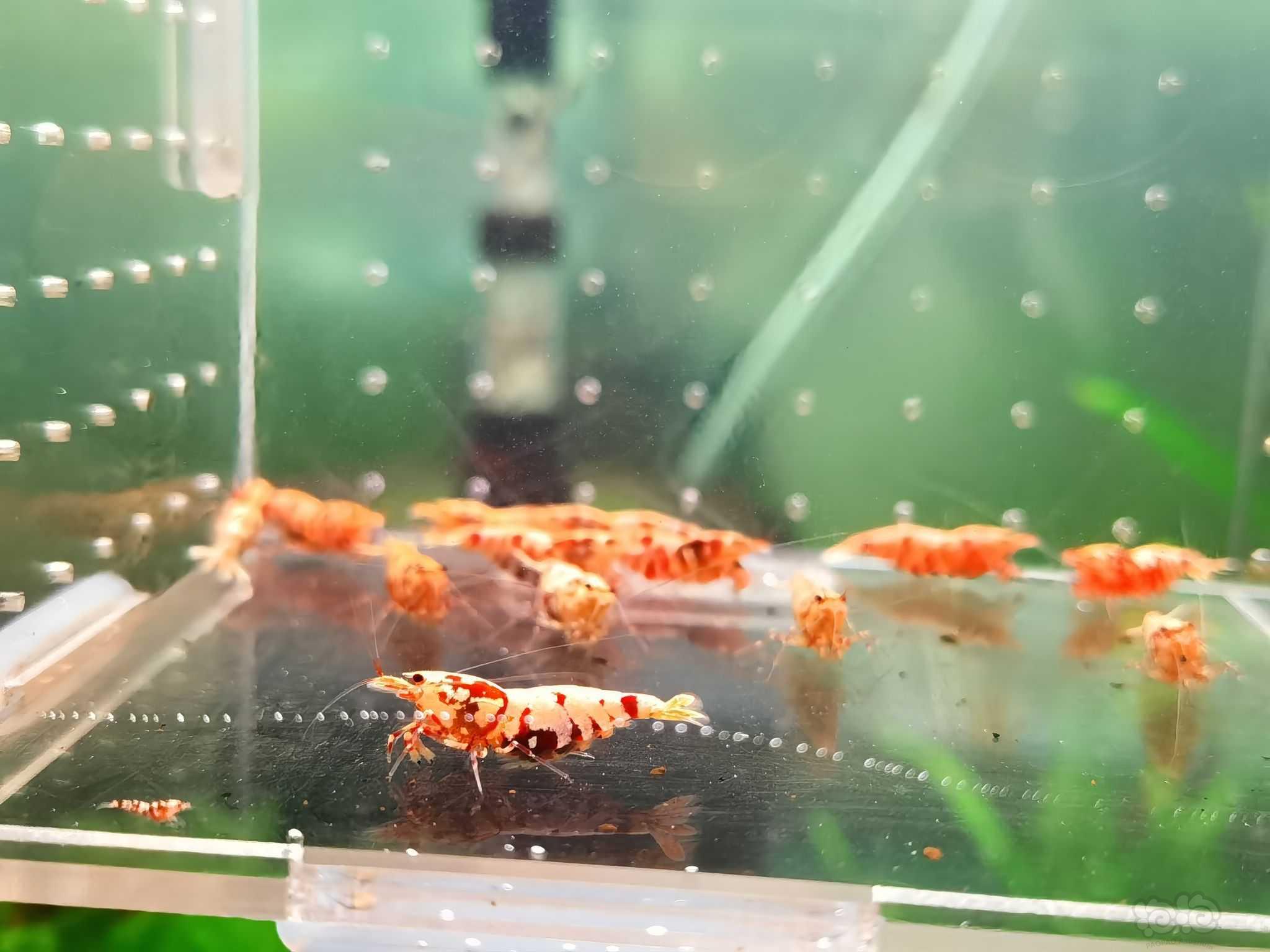 【水晶虾】出红花虎基因虾-图9