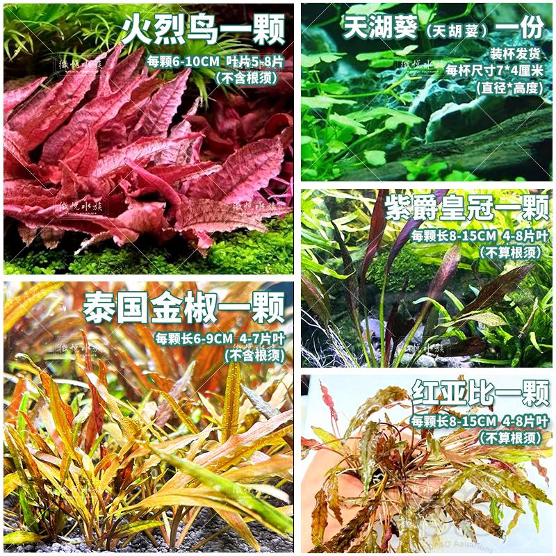 天津水下叶水草 46个品种  满29元包邮-图4