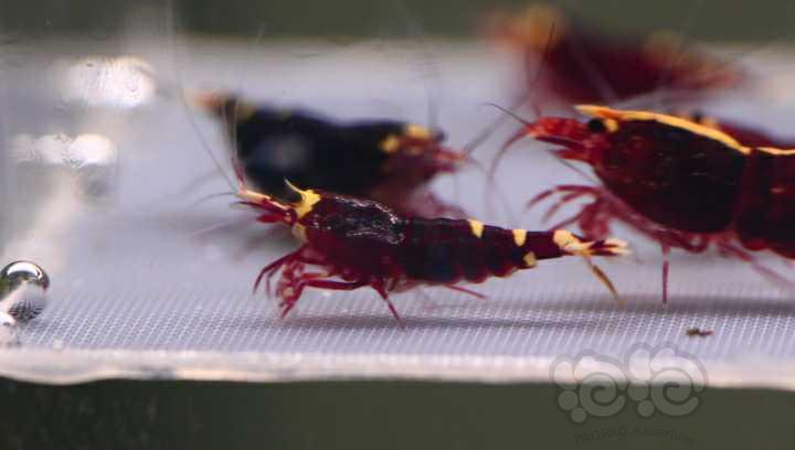【水晶虾】周末出10只金属红繁殖组-图2