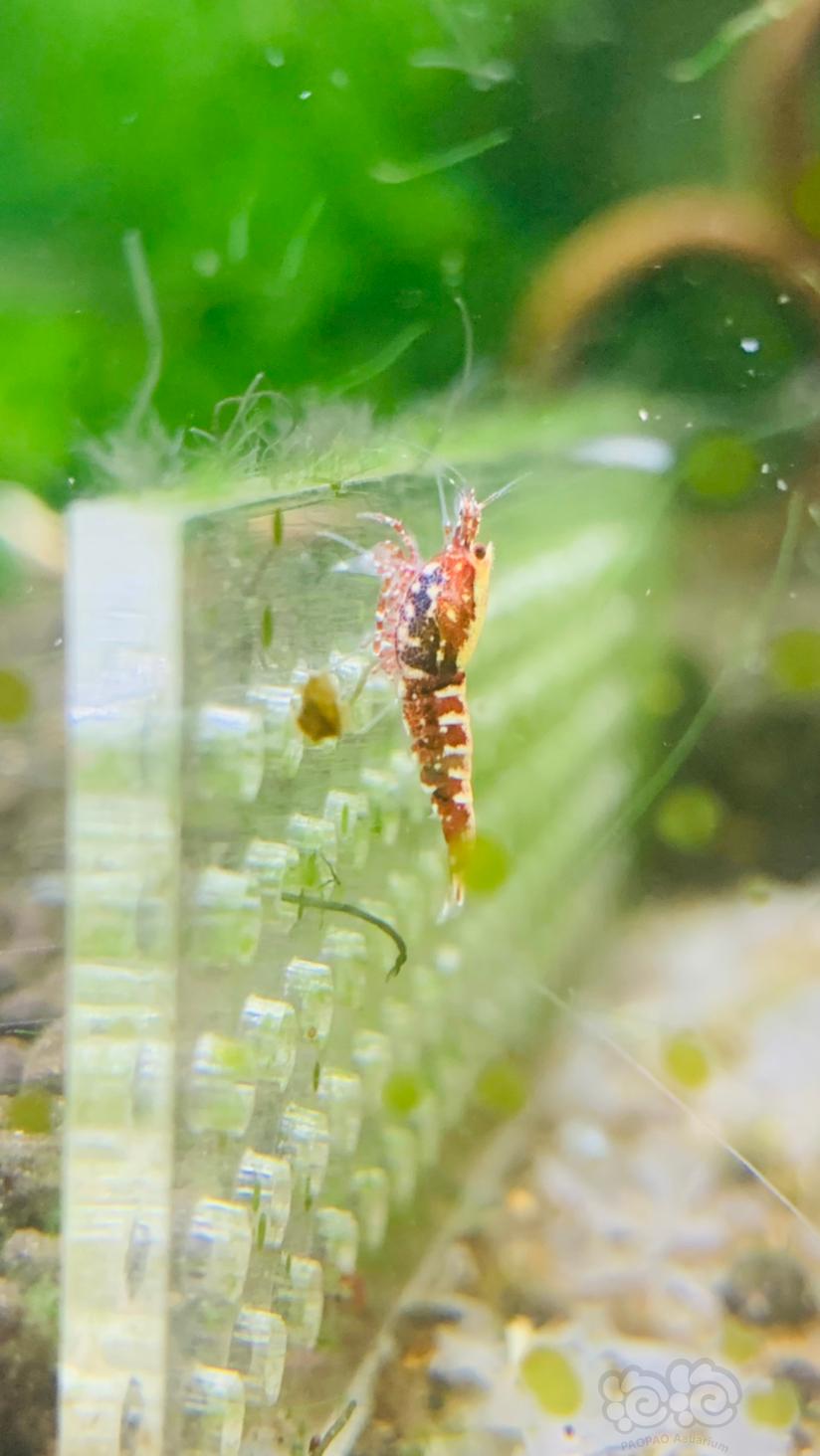 【水晶虾】出批量深血红银河产下的小虾0.6-1.0cm-图3