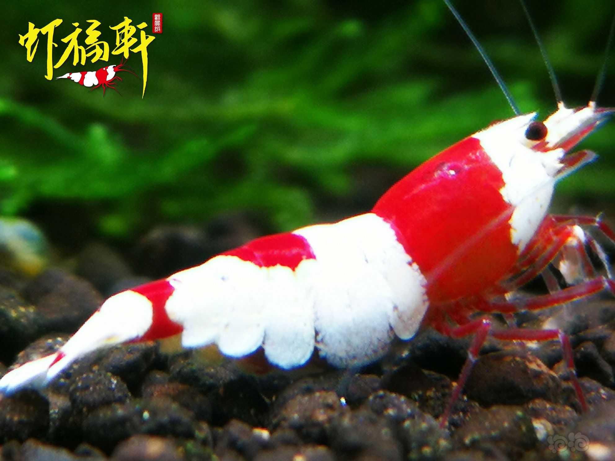【虾】2023-05-12#RMB拍卖#红白丸禁繁殖组5只-图1