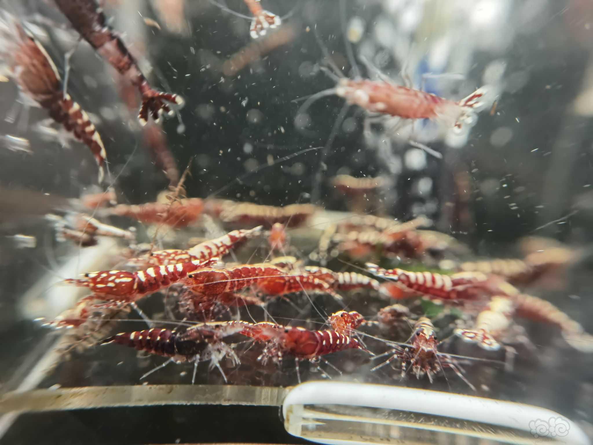 【水晶虾】翻缸出红银河水晶虾-图6