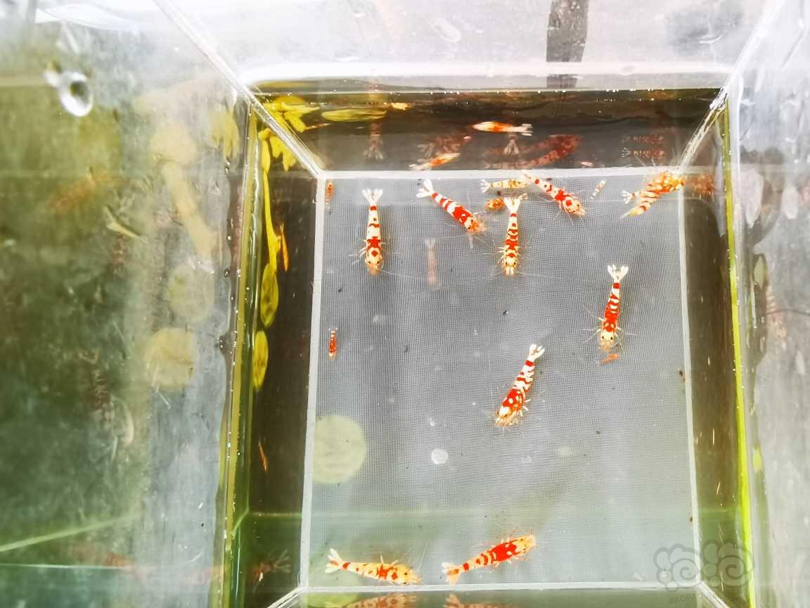 【虾】2023-5-6#RMB#拍卖红花虎水晶虾小苗一份10只。-图5