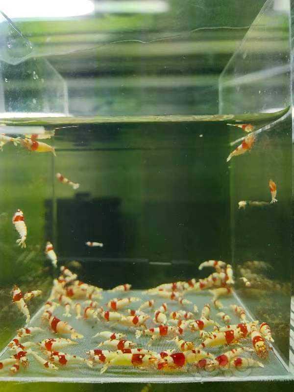 【虾】2023-05-20#RMB拍卖纯血红白一份50只-图3