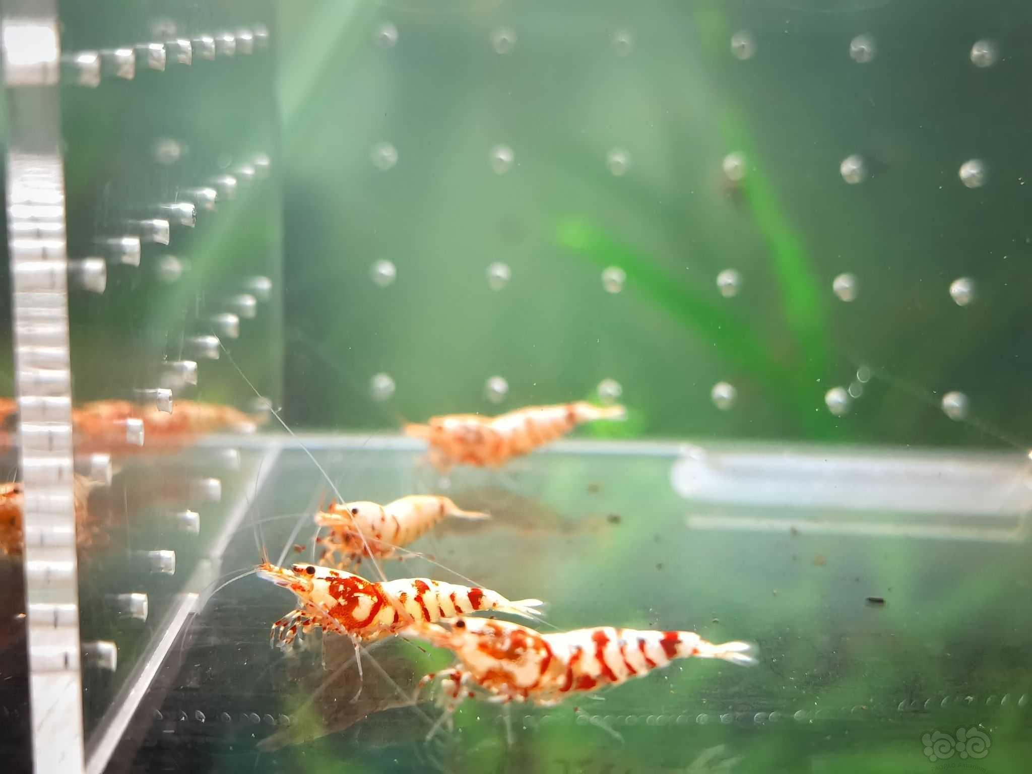【水晶虾】出红花虎基因虾-图2
