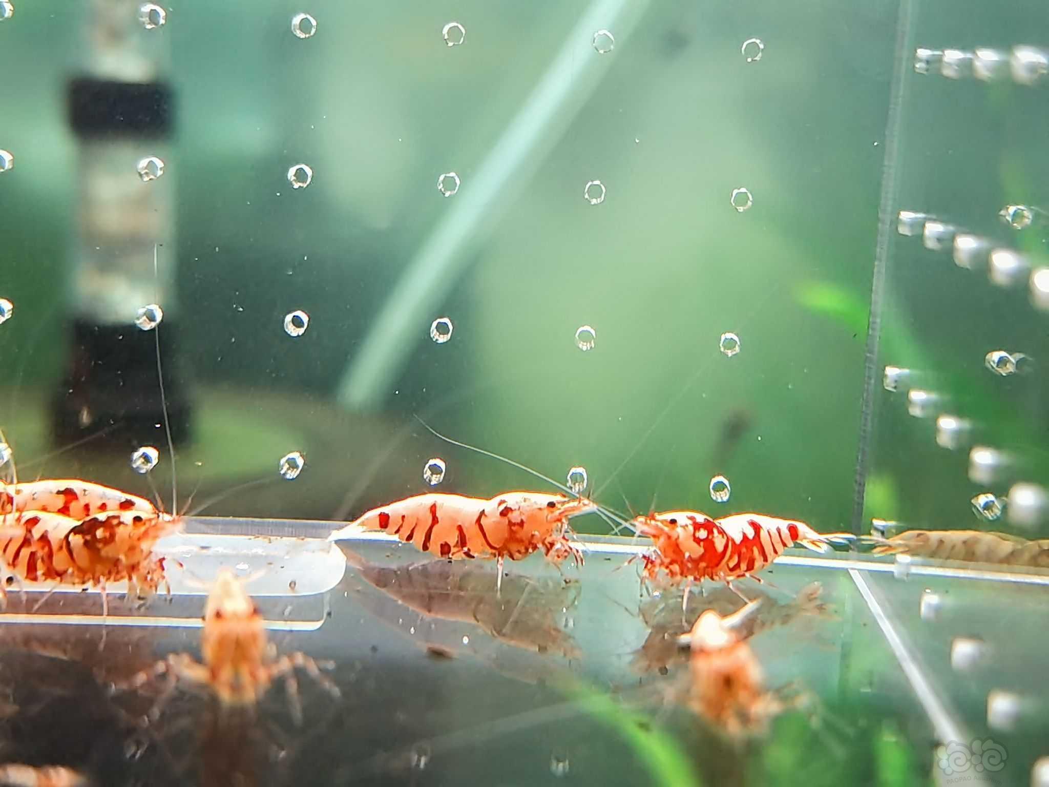 【水晶虾】出红花虎基因虾-图6