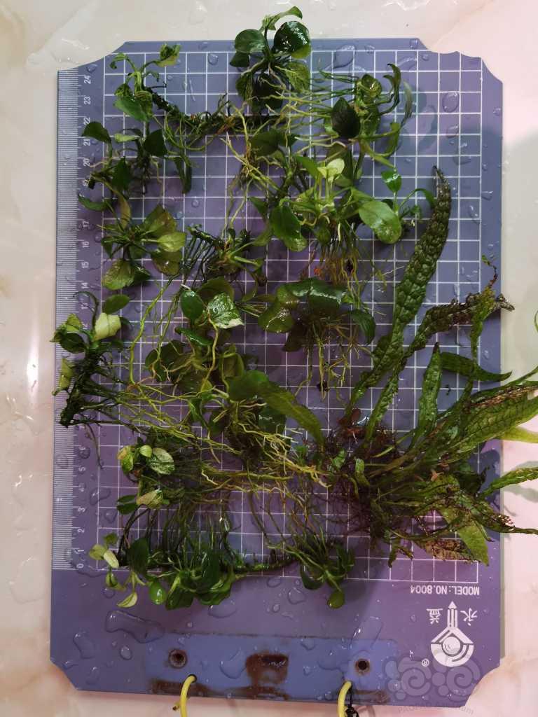 【水草】2023-05-20RMB拍卖平托白榕，蕨-图1