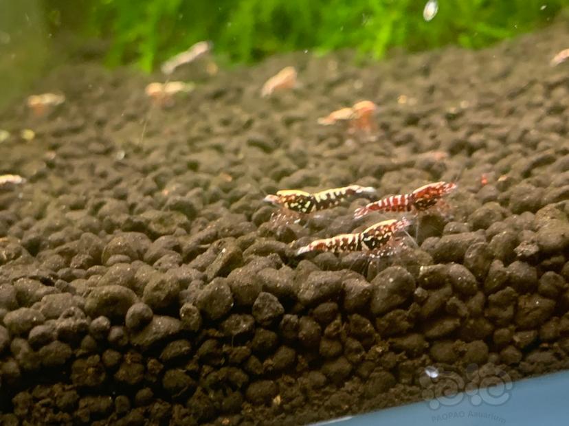 【水晶虾】出批量深血红银河产下的小虾0.6-1.0cm-图5