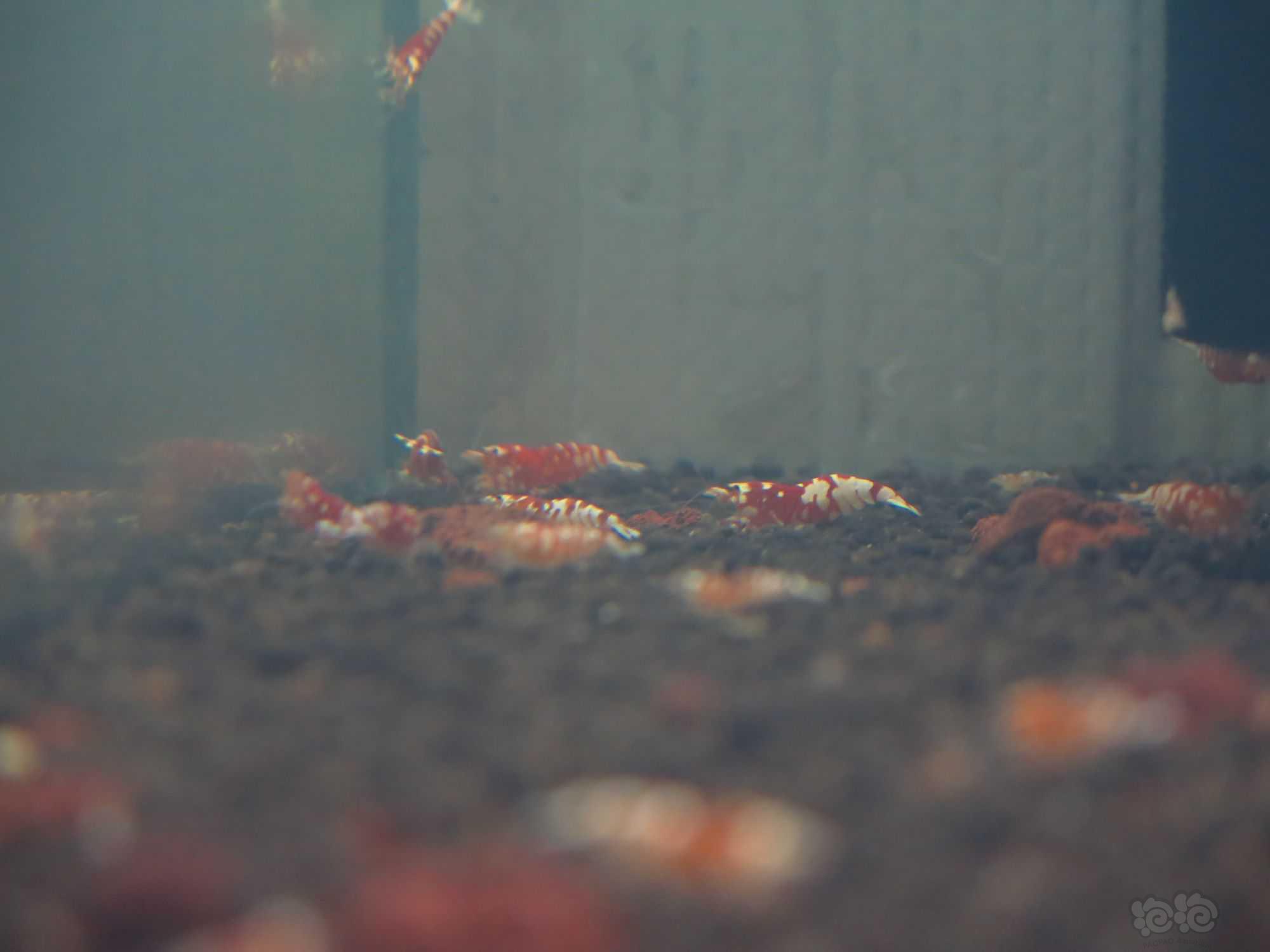 【水晶虾】广东清一缸红花虎水晶虾繁殖缸里面的种母-图4