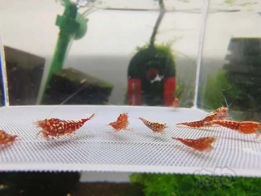 【虾】2023-5-24#RMB拍卖#红银河水晶虾一份10-图2