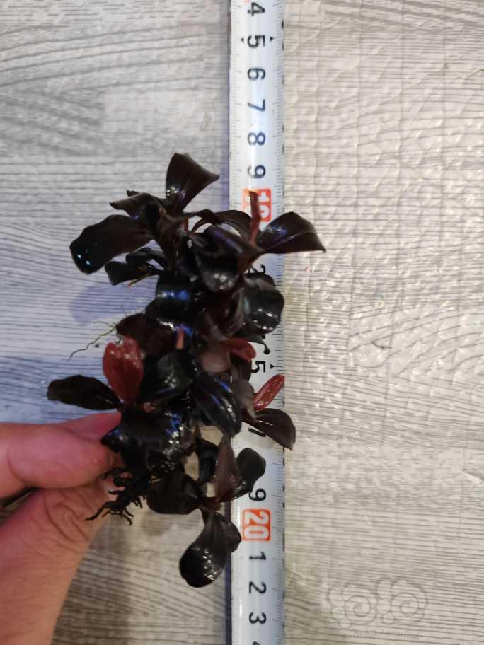 【辣椒榕】便宜出爆绿斑藻的玄虎海-图4